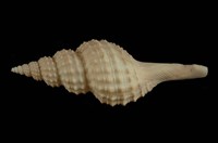 藏品(日本長旋螺)的圖片